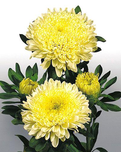Reine Marguerite Matador jaune - CALLISTEPHUS CHINENSIS