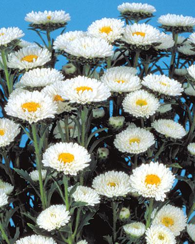 Reine Marguerite Matsumoto blanc - CALLISTEPHUS CHINENSIS