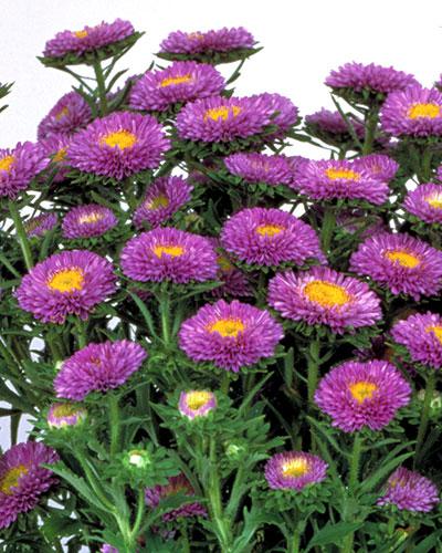 Reine Marguerite Matsumoto bleu ciel - CALLISTEPHUS CHINENSIS