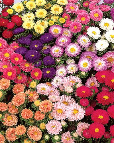 Reine Marguerite Matsumoto mélange varié - CALLISTEPHUS CHINENSIS