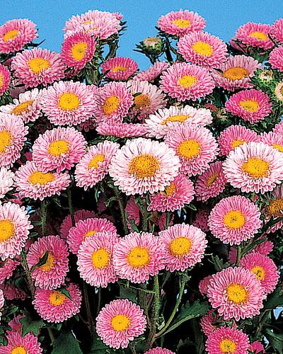 Reine Marguerite Matsumoto rose pâle - CALLISTEPHUS CHINENSIS