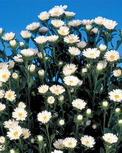 Reine Marguerite Serenade blanc - CALLISTEPHUS CHINENSIS