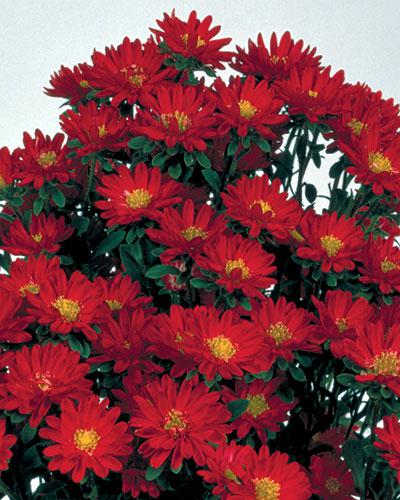 Reine Marguerite Serenade ecarlate - CALLISTEPHUS CHINENSIS
