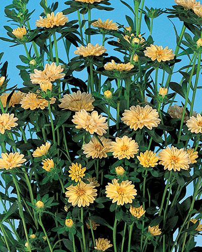 Reine Marguerite Serenade jaune - CALLISTEPHUS CHINENSIS