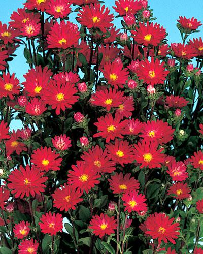 Reine Marguerite Serenade rouge - CALLISTEPHUS CHINENSIS