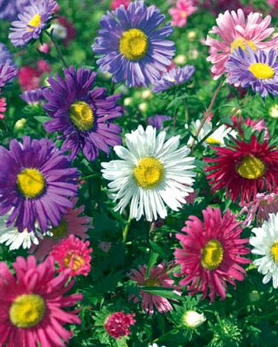 Reine Marguerite Madeleine mélange varié - CALLISTEPHUS CHINENSIS