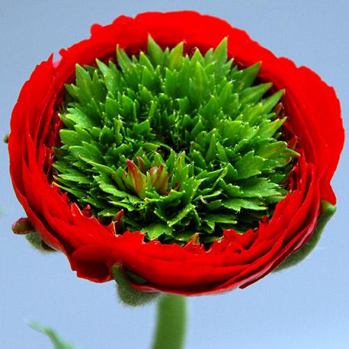 Renoncule Reinette rouge - RANUNCULUS ASIATICUS