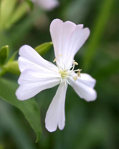 Saponaire Beauté blanche - SAPONARIA VACCARIA