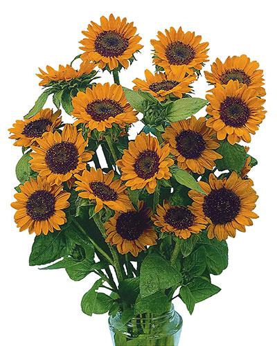 Soleil Sonja - HELIANTHUS ANNUS