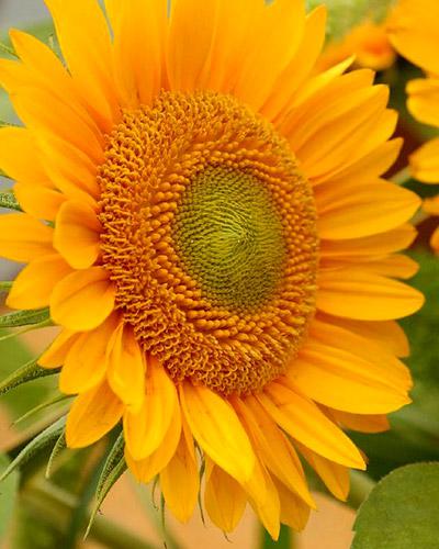 Soleil Sunrich Gold - HELIANTHUS ANNUS