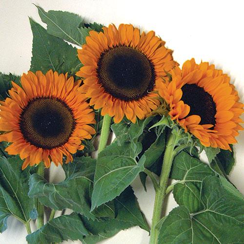 Soleil Tourmandine - HELIANTHUS ANNUS