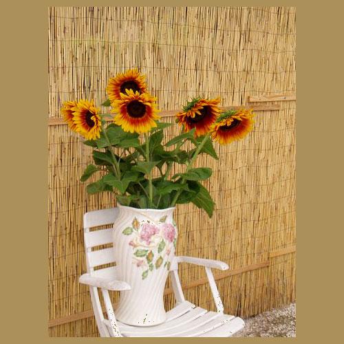 Soleil Tourthomas - HELIANTHUS ANNUS