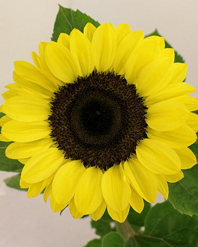 Soleil Vincent Pomelo - HELIANTHUS ANNUS