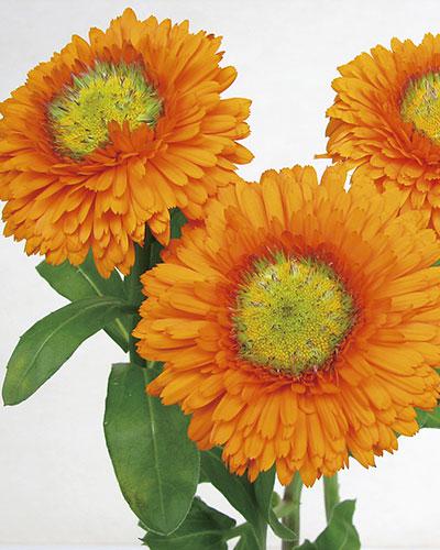 Souci d'Ollioules orange - CALENDULA