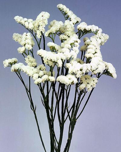 Statice Caspia - LIMONIUM