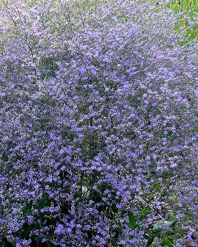 Statice Latifolia - LIMONIUM