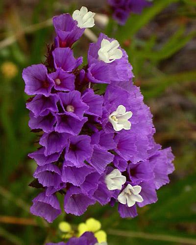 Statice sinuata bleu clair - LIMONIUM SINUATUM