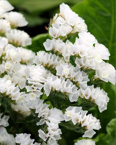 Statice qis blanc - LIMONIUM SINUATUM