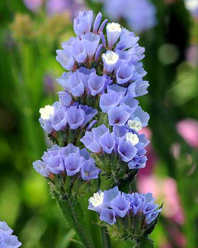 Statice qis bleu clair - LIMONIUM SINUATUM