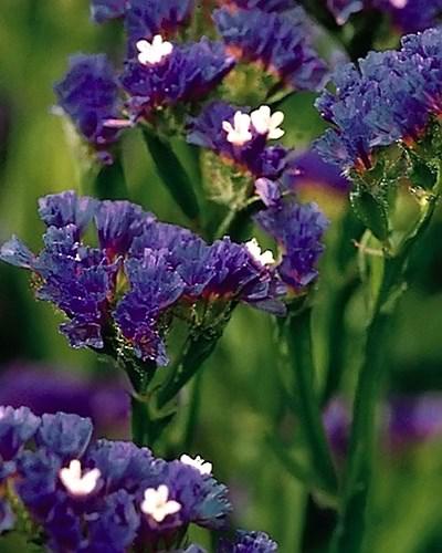 Statice qis bleu foncé - LIMONIUM SINUATUM