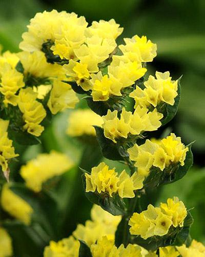 Statice qis jaune - LIMONIUM SINUATUM