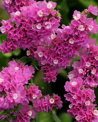 Statice qis rose - LIMONIUM SINUATUM