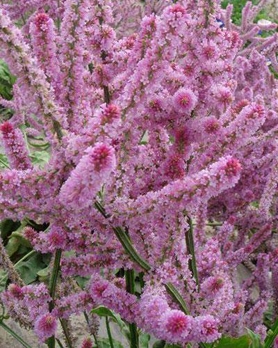 Statice Suworowii - LIMONIUM