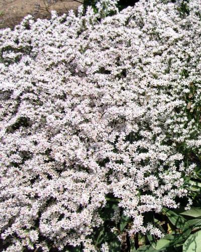 Statice Tatarica - LIMONIUM